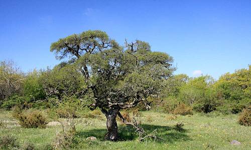 Gammal getapel i Gösslunda naturreservat Foto: Stefan Svenaeus