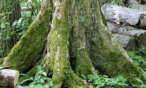 Vresalmens typiska plankrötter. Foto: Stefan Svenaeus