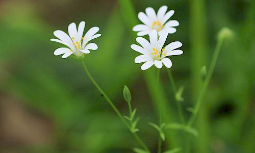 Foto: Stefan Svenaeus