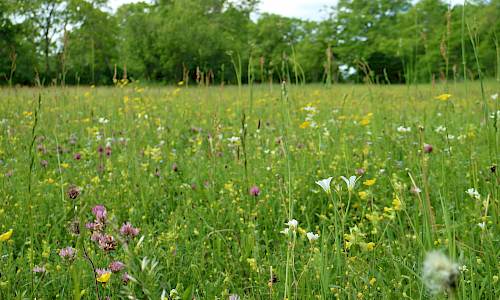 Foto: Stefan Svenaeus 2017