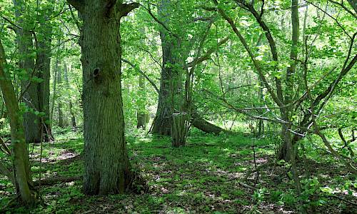 Foto: Stefan Svenaeus 2017