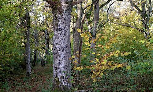 Foto: Stefan Svenaeus 2017