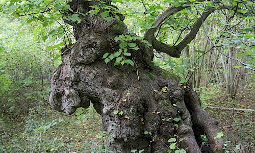Foto: Stefan Svenaeus 2015