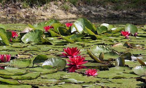 Foto: Stefan Svenaeus 2010