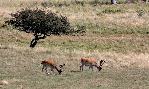 Johan III:s dovhjortar vid Ottenby. Foto Stefan Svenaeus