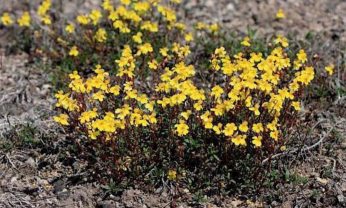 Foto: Stefan Svenaeus