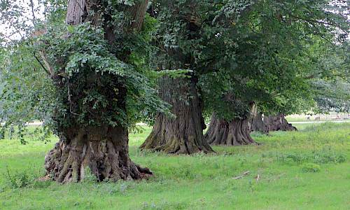 Foto: Stefan Svenaeus 2018
