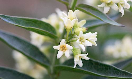 Foto: Stefan Svenaeus
