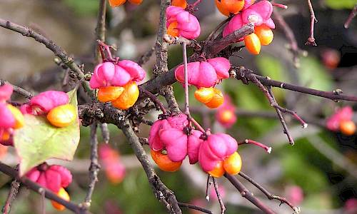 Benved på hösten. Foto: Stefan Svenaeus