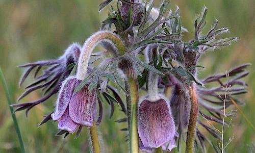 Foto: Stefan Svenaeus