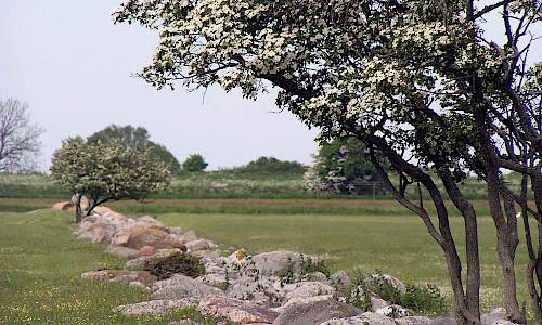 Foto: Stefan Svenaeus