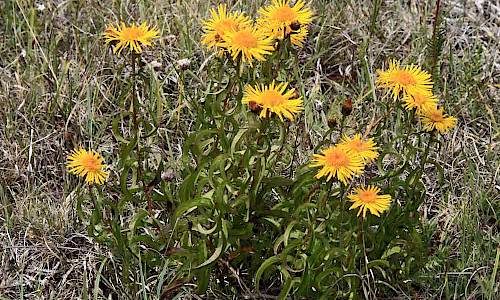 Foto: Stefan Svenaeus