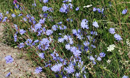 Foto: Stefan Svenaeus