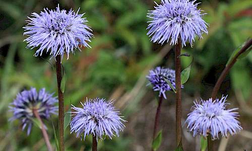 Foto: Stefan Svenaeus