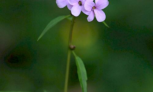 Foto: Stefan Svenaeus