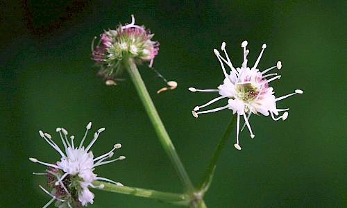 Foto: Stefan Svenaeus