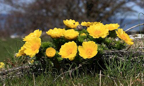 Foto: Stefan Svenaeus