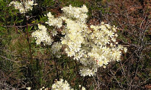 Foto: Stefan Svenaeus