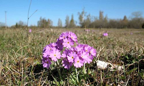 Foto: Stefan Svenaeus