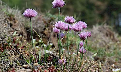 Foto: Stefan Svenaeus