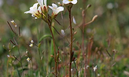 Foto: Stefan Svenaeus