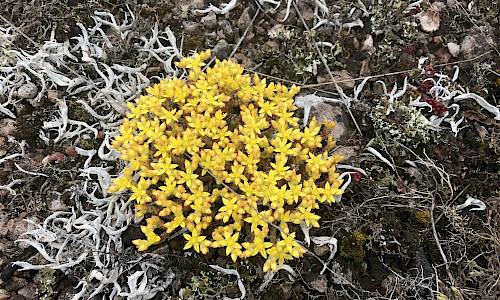 Gul fetknopp med omgivande masklav. Foto: Stefan Svenaeus