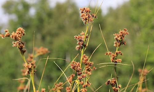 Foto: Stefan Svenaeus
