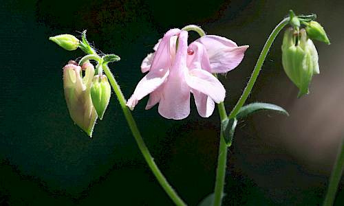 Foto: Stefan Svenaeus