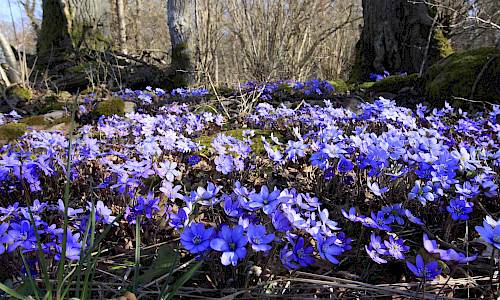 Foto: Stefan Svenaeus
