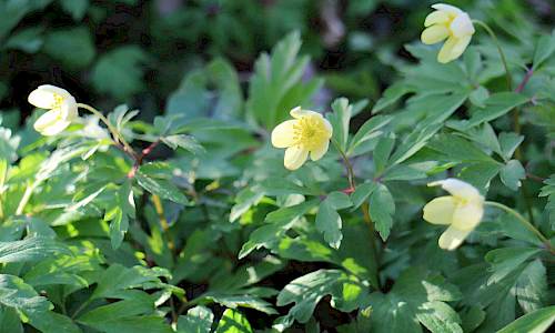 Foto: Stefan Svenaeus