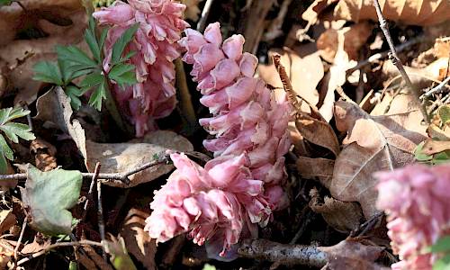 Foto: Stefan Svenaeus