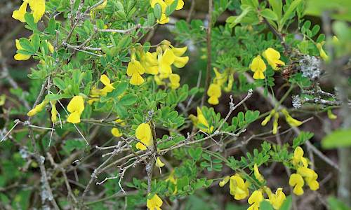 Foto: Stefan Svenaeus