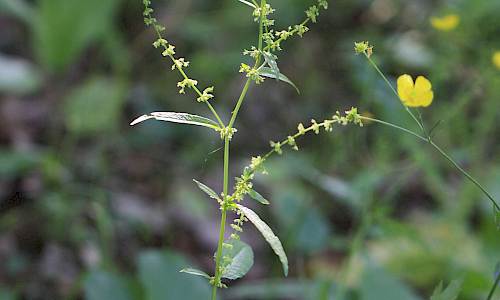 Foto: Stefan Svenaeus
