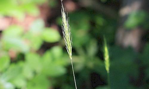 Foto: Stefan Svenaeus
