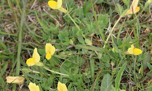 Foto: Stefan Svenaeus