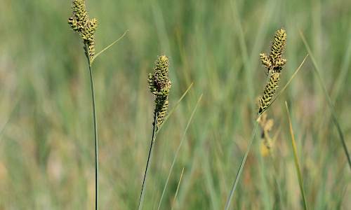 Foto: Stefan Svenaeus