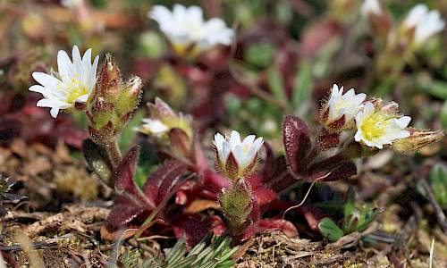 Foto: Stefan Svenaeus