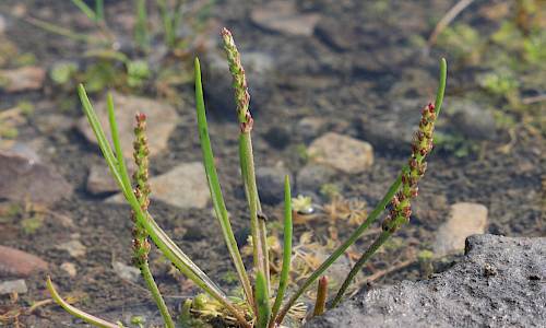 Foto: Stefan Svenaeus
