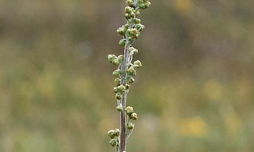 Foto: Stefan Svenaeus