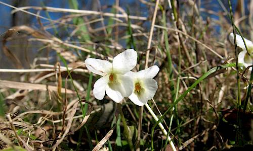 Foto: Stefan Svenaeus
