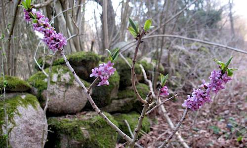 Foto: Stefan Svenaeus
