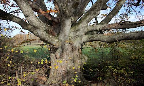 Foto: Stefan Svenaeus