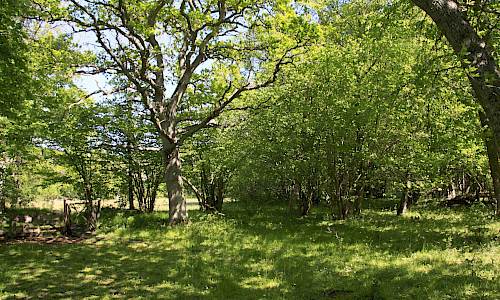 Foto: Stefan Svenaeus 2016