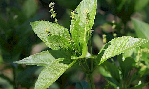 Foto: Stefan Svenaeus