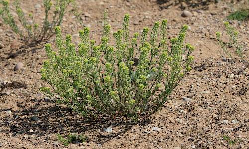 Foto: Stefan Svenaeus