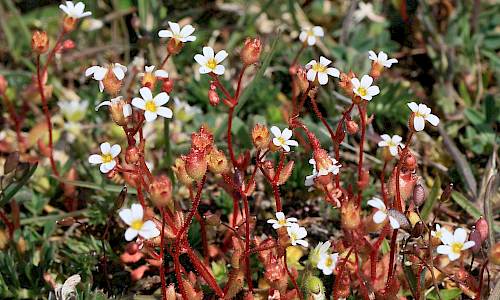 Foto: Stefan Svenaeus