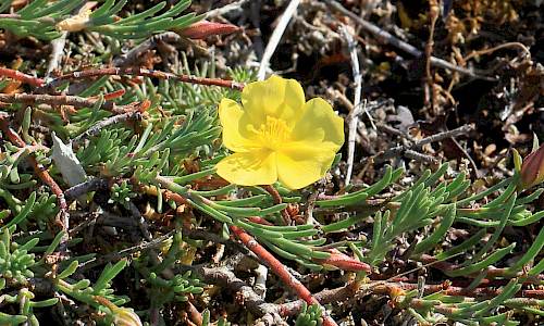 Foto: Stefan Svenaeus