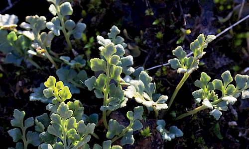 Foto: Stefan Svenaeus