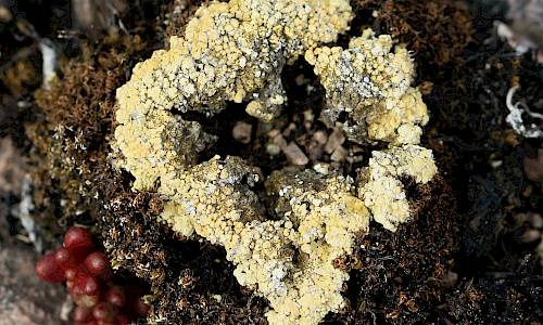 Foto: Stefan Svenaeus