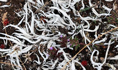 Foto: Stefan Svenaeus